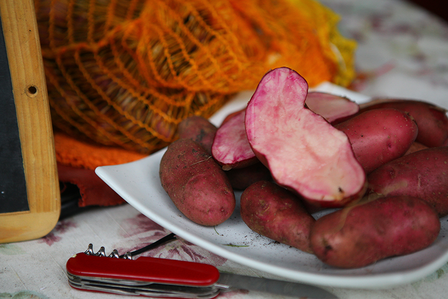 Kartoffeln selbst anbauen