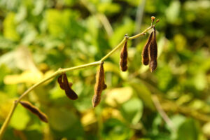 Mehr über den Artikel erfahren Sojabohnen anbauen im Garten | 1000Gärten