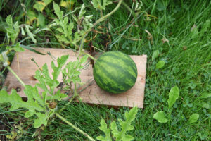 Mehr über den Artikel erfahren Wassermelonen anbauen, unser Fazit