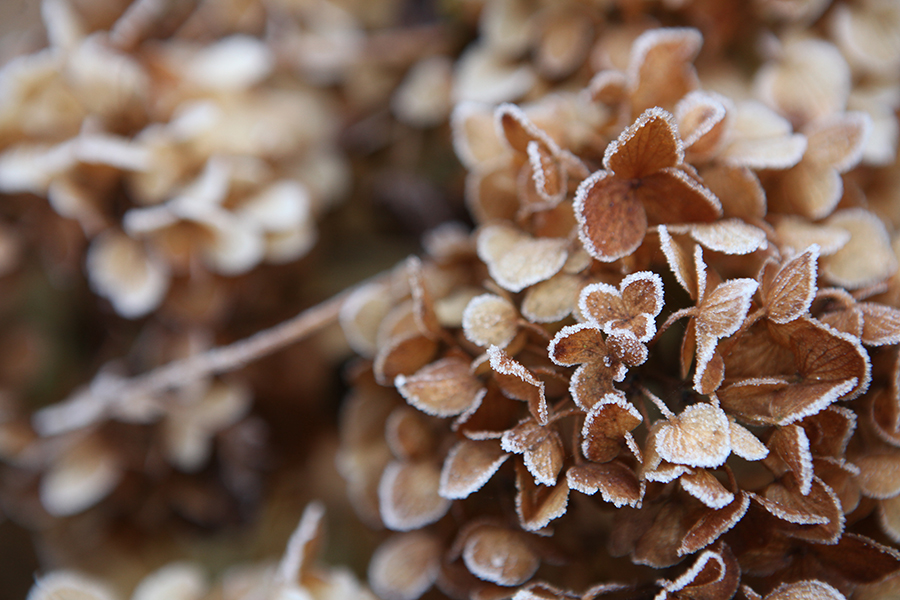 Gartenrundgang Dezember