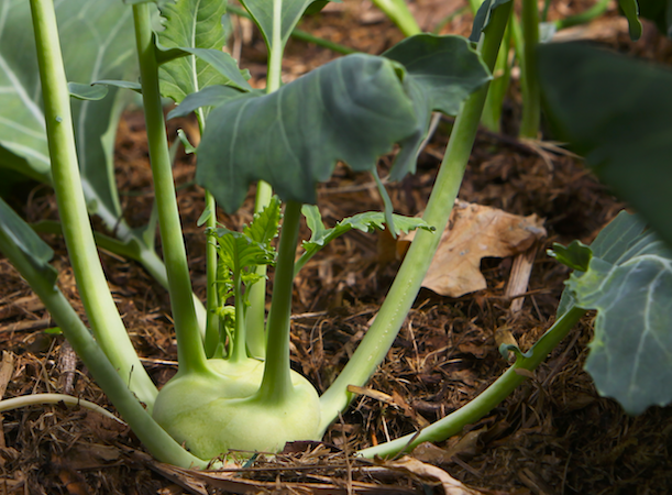 Kohlrabi