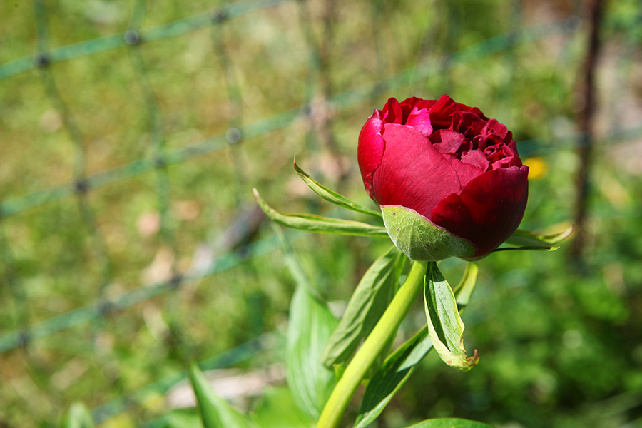 Gartenrundgang Mai