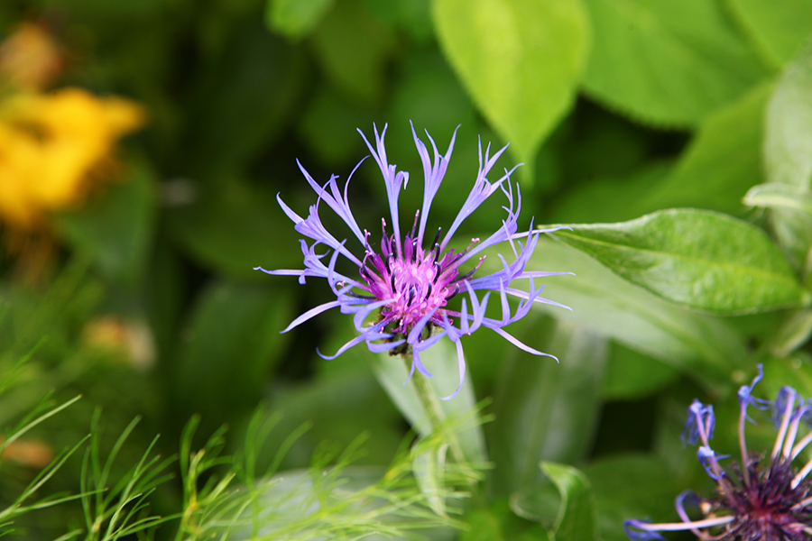 Gartenrundgang Mai