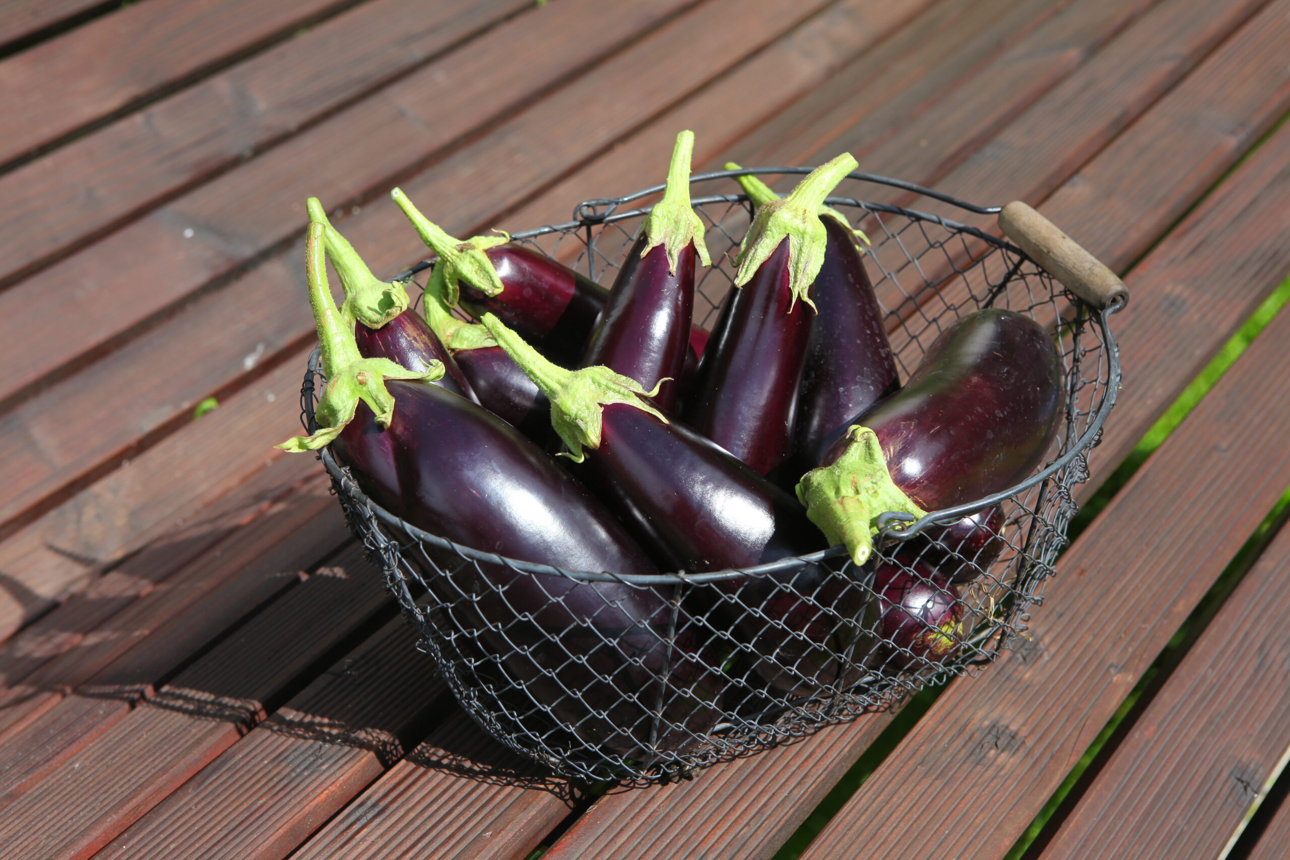 aubergine