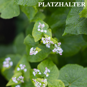 Mehr über den Artikel erfahren Fruchtfolgen und neue Aussaat im August bei uns auf dem Hof