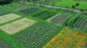 Mehr über den Artikel erfahren Kulturen im Garten