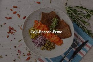 Mehr über den Artikel erfahren Goji-Beeren-Ernte