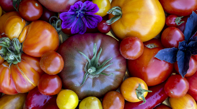 10 Tomaten-Tipps