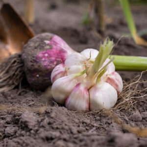 Bio Pflanzknoblauch Germidour (für den Herbst)