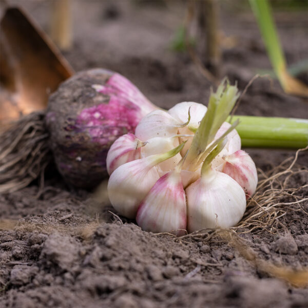 Knoblauch