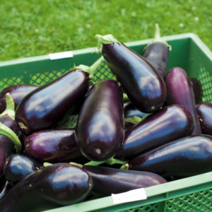 Bio-Aubergine