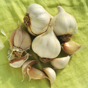 Bio Pflanzknoblauch Flavor (für Frühjahr)