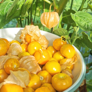 Bio-Physalis