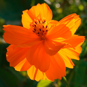 Cosmea orange