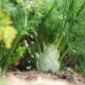 Bio-Fenchel