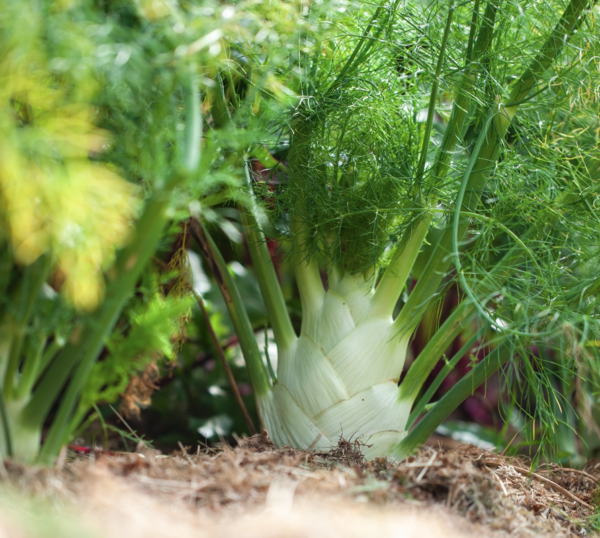 Fenchel