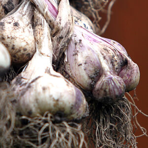 Bio Pflanzknoblauch Thermidrome (für den Herbst)