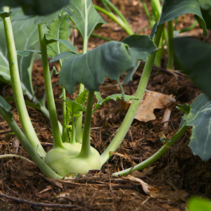 Kohlrabi