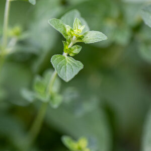 Bio-Oregano