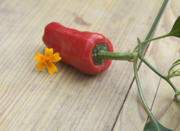 Paprika