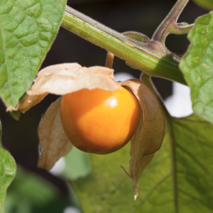 Physalis