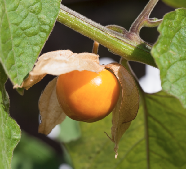 Physalis