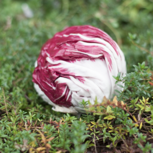 Bio-Radicchio