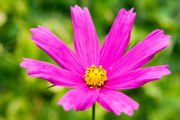 Cosmea