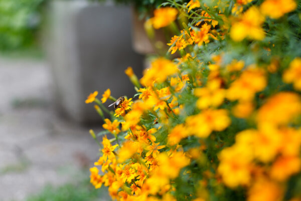 Gewürztagetes