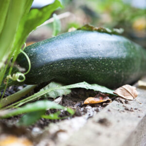 Bio-Zucchini